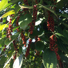 Load image into Gallery viewer, Burlap & Barrel - Purple Peppercorns grinder-top jar
