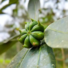 Load image into Gallery viewer, Burlap & Barrel - Five Spice - Single Origin Spice & Seasoning Blend