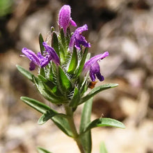 Load image into Gallery viewer, Flowering Hyssop Thyme - Single Origin : 0.8 oz