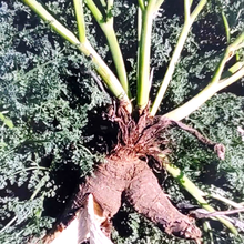 Load image into Gallery viewer, Burlap & Barrel Wild Hing (Asafoetida): 1.0 oz glass jar