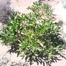 Load image into Gallery viewer, Burlap & Barrel Wild Hing (Asafoetida): 1.0 oz glass jar