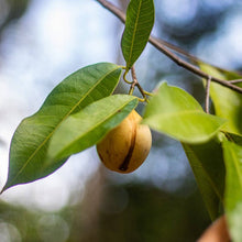 Load image into Gallery viewer, Burlap & Barrel - Grenada Gold Mace - Single Origin Spice & Seasoning: 0.5 oz glass jar