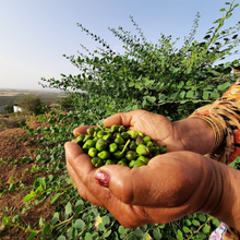 Load image into Gallery viewer, Gourmet Food Solutions, Inc. - Organic Wild Mountain Capers in Salt | Moulin Mahjoub