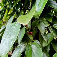 Load image into Gallery viewer, Burlap & Barrel - Chai - Single Origin Spice Blend: 2.0 oz glass jar