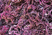 Load image into Gallery viewer, plumpp - Purple Sea Moss : 120 Grams
