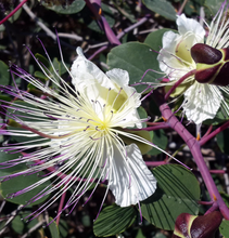 Load image into Gallery viewer, Gourmet Food Solutions, Inc. - Organic Wild Mountain Capers in Salt | Moulin Mahjoub
