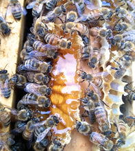 Load image into Gallery viewer, Reid&#39;s Gourmet - 6 oz Honey Bear
